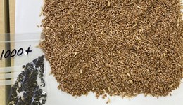 Sorting ergot issues in grain at harvest